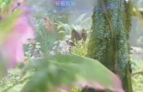 阿凡达潘多拉边境石板驻站在哪里